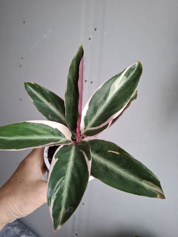 Монстера, Хлорофитум, Перец, Папоротники, Суккуленты, Фикус, Строманта, Эуфорбия 4