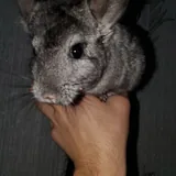 Шиншилла 2
