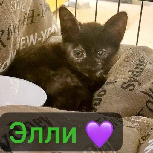 Котята, Элли, Вафля, Торти
