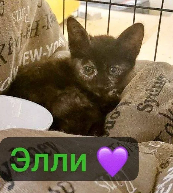 Котята, Элли, Вафля, Торти 1