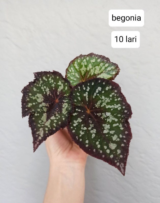 Бегонии, хойи 2