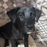 Щенок Молли ищет семью 1