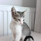 Котёнок 2
