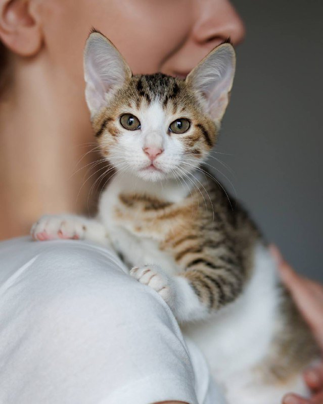 Котенок Варя ищет дом и семью 3