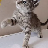 Котята, кошки 2