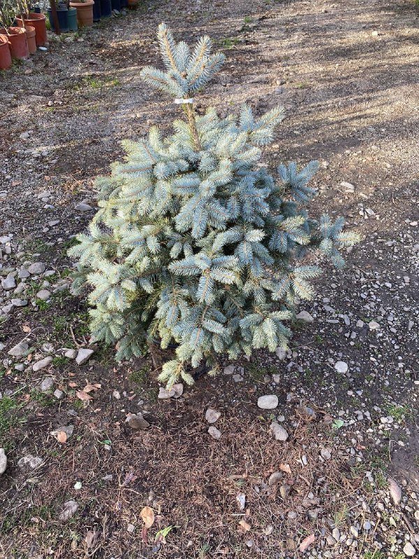 Ёлка пышная 120-130 см 4