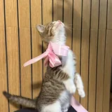 Котенок 4