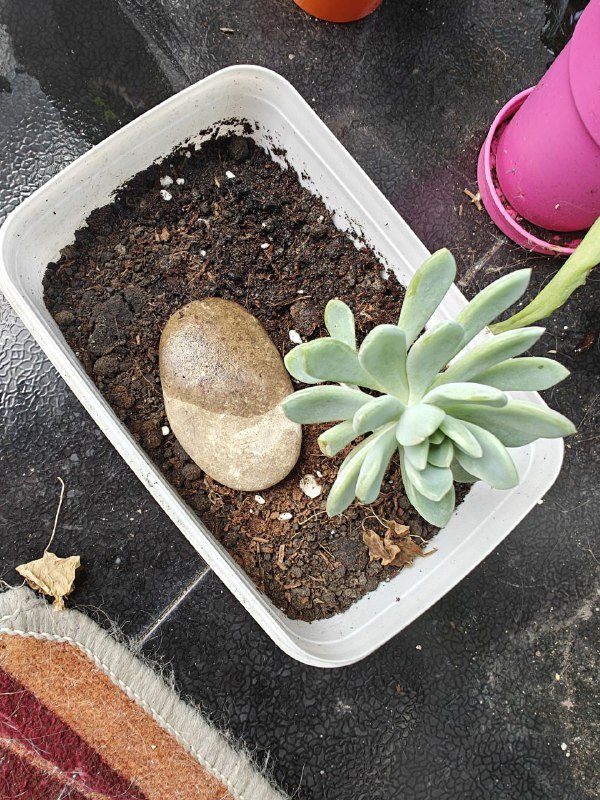 алоэ, суккулент 2