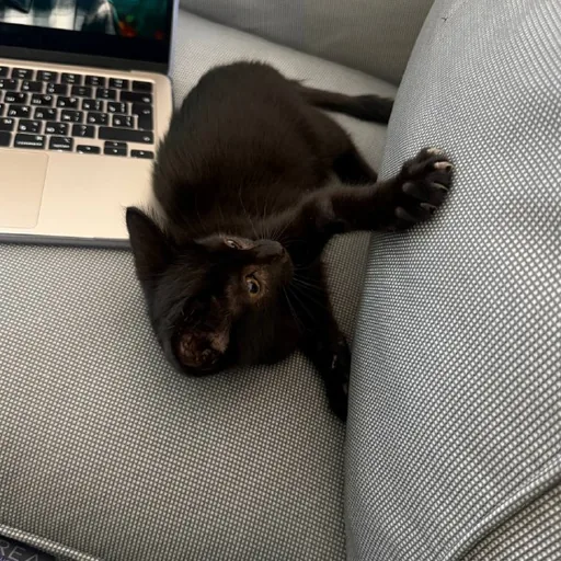 Котенок, девочка 2 месяца