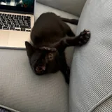 Котенок, девочка 2 месяца 1