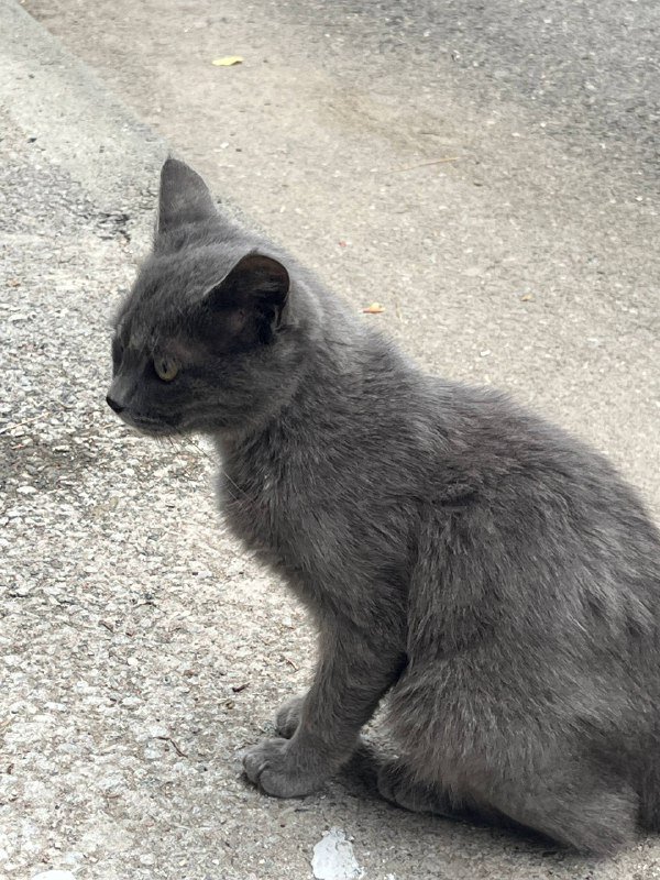 Котёнок в хорошие руки 2