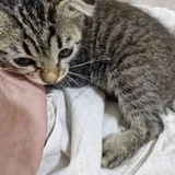 Котенок 3