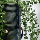 Растение Dichidia Ruscifolia 3
