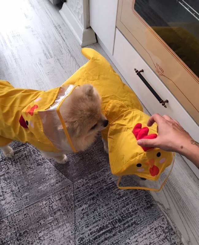 Дождевики для собак разных размеров и расцветок 3