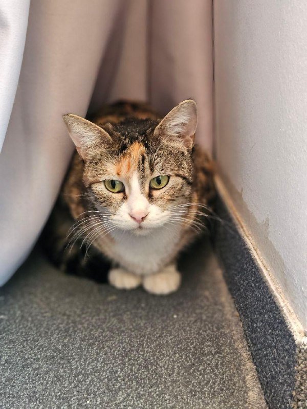 Кали трехцветная кошка для дома 3