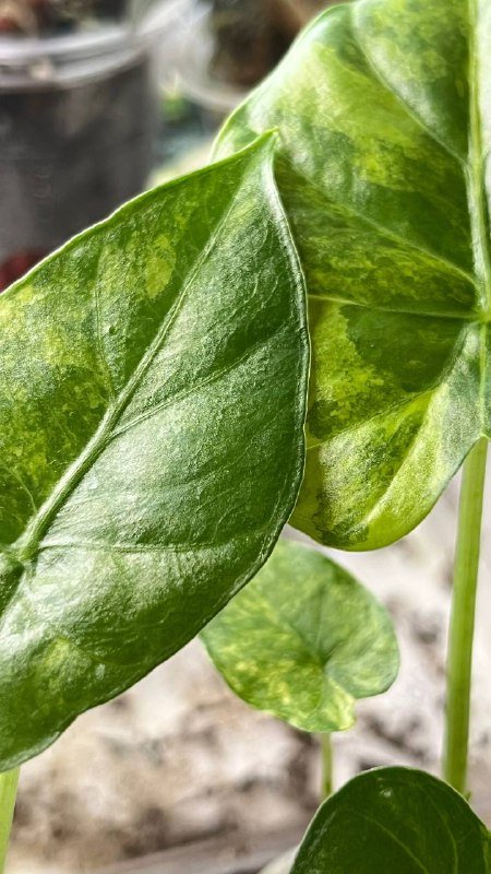 Гагеана ауреа, Полли, Юкатан принцесс, Шкура Дракона, Драгоценная орхидея 8