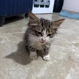 Котенок нуждается в помощи 2