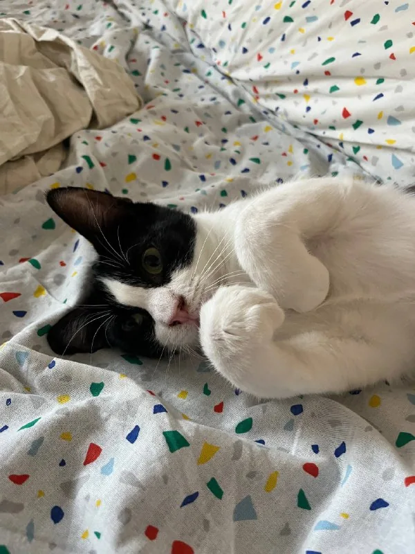 Томми, кошка 1