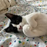 Томми, кошка 1