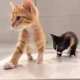 Котёнок Ирис 5