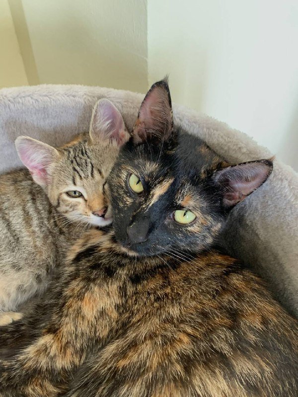 Отдам в хорошие руки котенка девочку 3