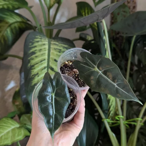 Alocasia Polly plant babies
