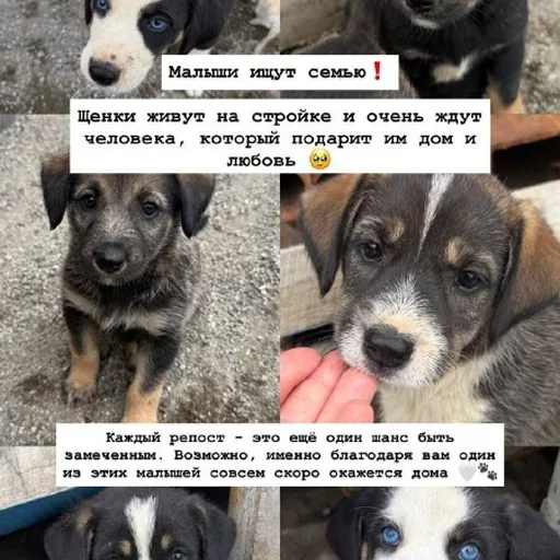 Щенки