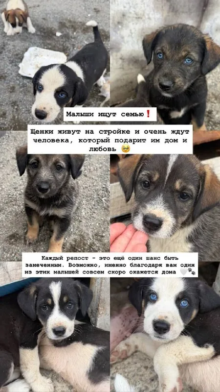 Щенки