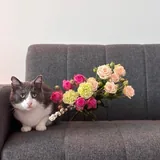 Кот Бэмби 3