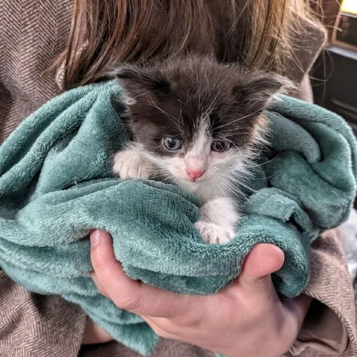 Котенок Каха