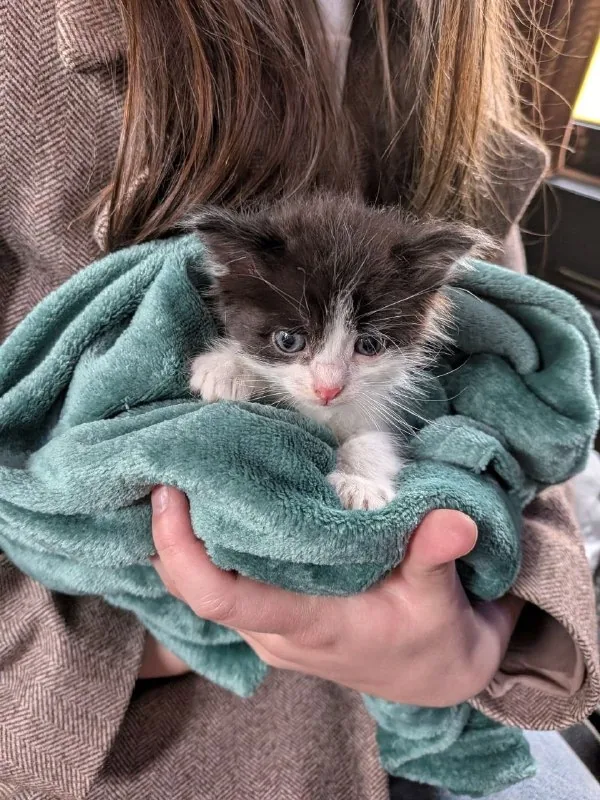 Котенок Каха 1
