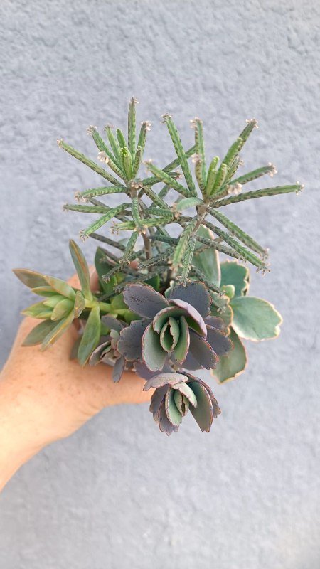 Каланхоэ Федченко, Каланхоэ Бехарское, композиция суккулентов 3