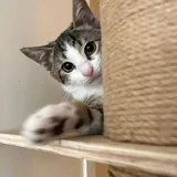 Котёнок Тео, передержка 3