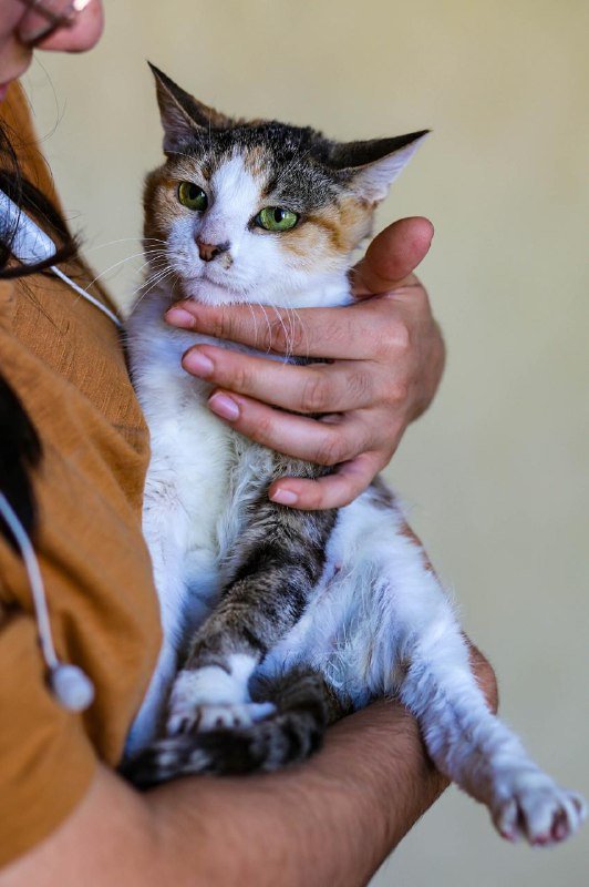 Кошка Машка ищет семью