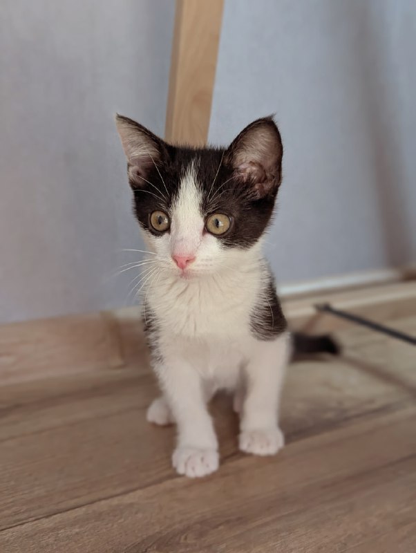 Котёнок мальчик 3 месяца, в добрые руки