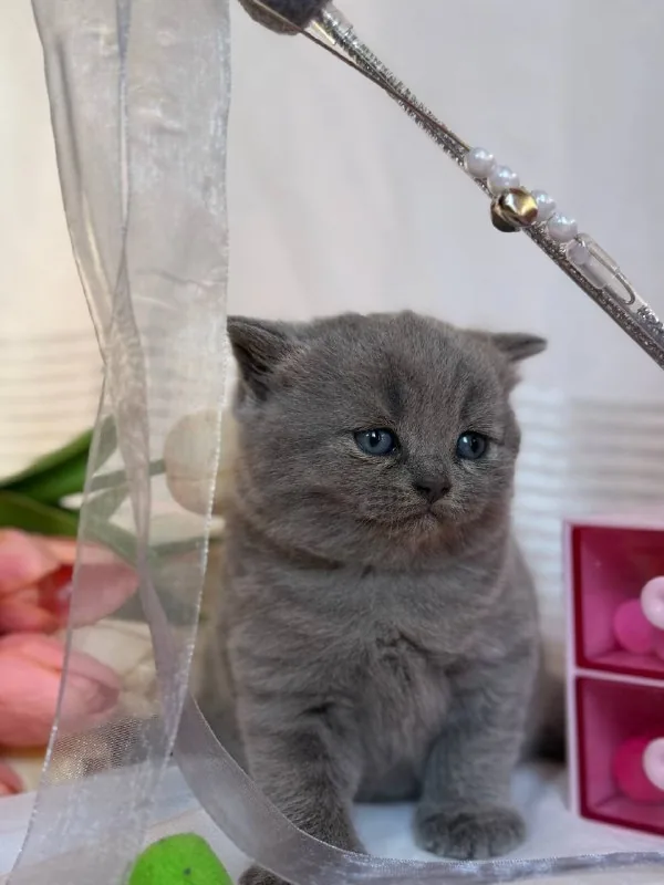 Британские котята 3