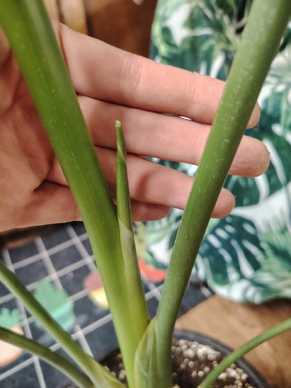 Стрелиция Николая 2