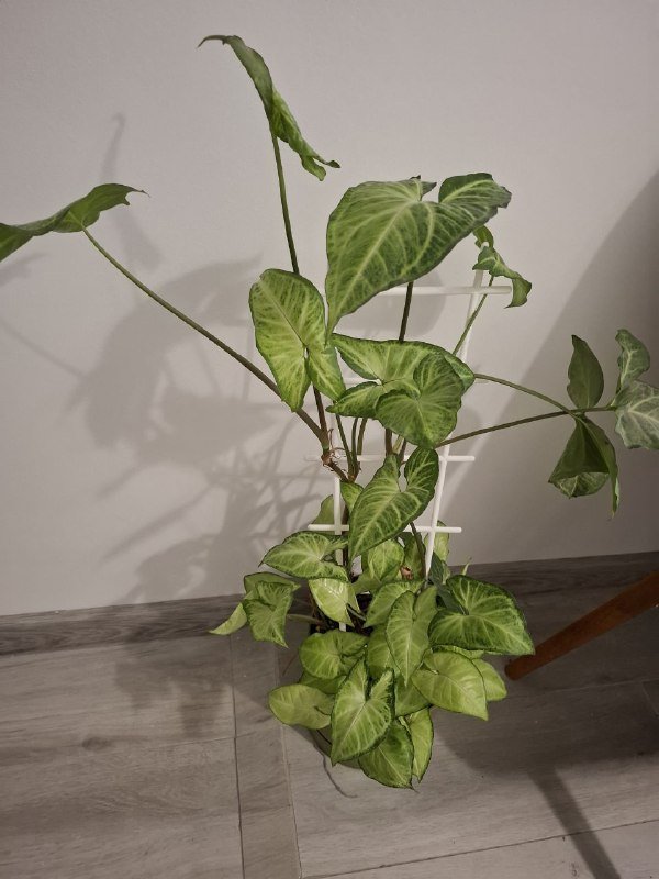 Цветы суккуленты, фикус, сингониум, строманта 2