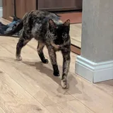 Кошка ищет любящий дом 4