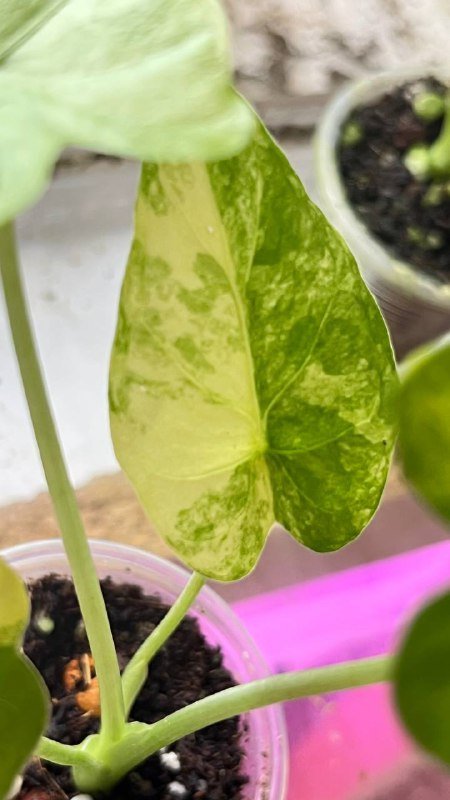 Гагеана ауреа, Полли, Юкатан принцесс, Шкура Дракона, Драгоценная орхидея 9