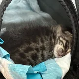 Котёнок ищет дом 2