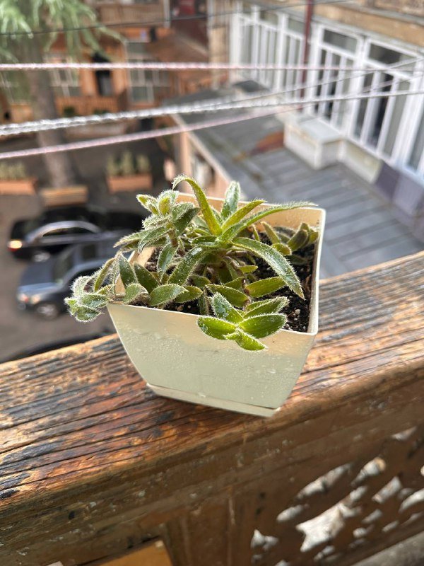 Цветы в горшках 7