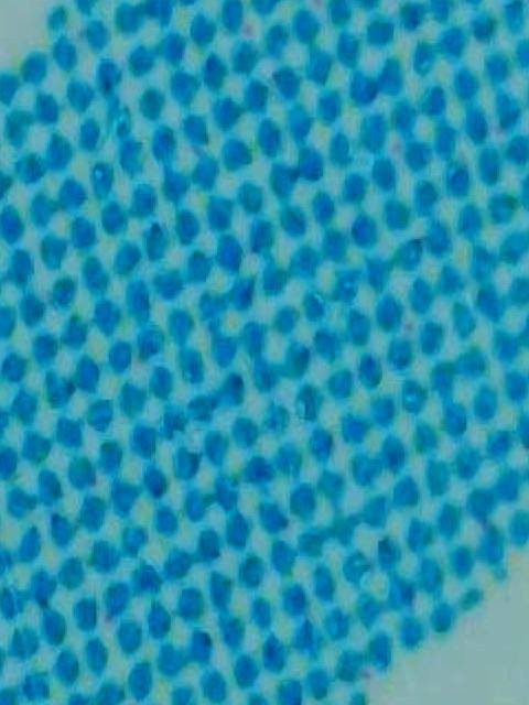 Цифровой микроскоп Dewang DC 5 V 4