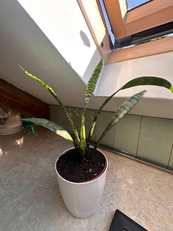 Цветы в горшках