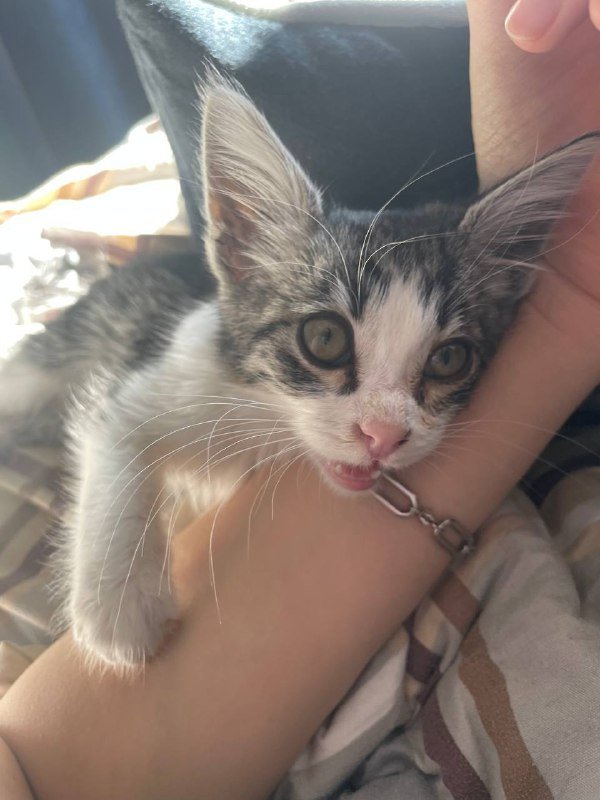 котенок молодой ищет дом 3