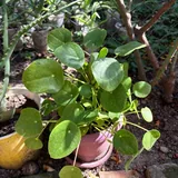Комнатные растения: алоэ, денежное дерево, пилея, каланхоэ 5