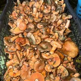 Мокрухи и рыжики 2