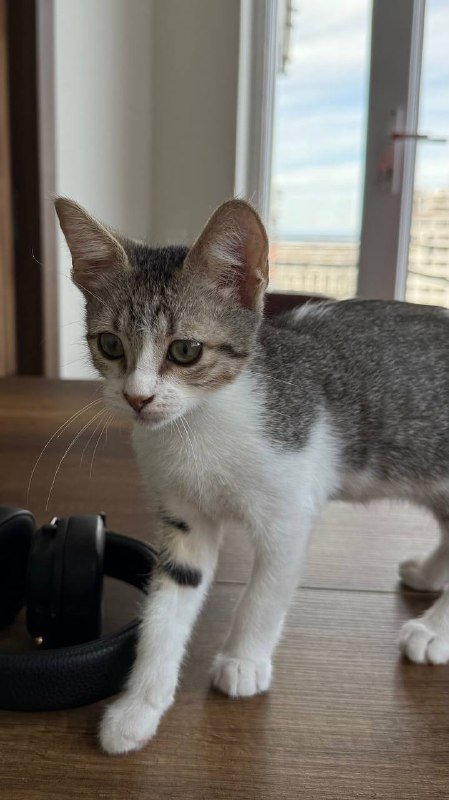 Котенок Чевапи ищет родителей 7