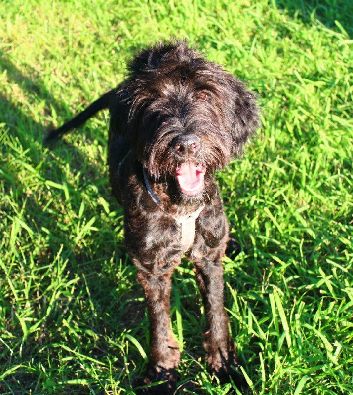 Щенок Боб ищет дом и любящих родителей 4