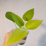 Комнатные растения, черенки 9